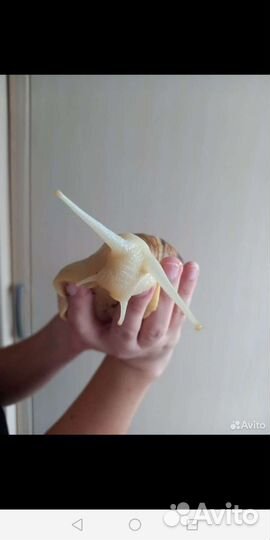 Ахатины двух видов, отдаю