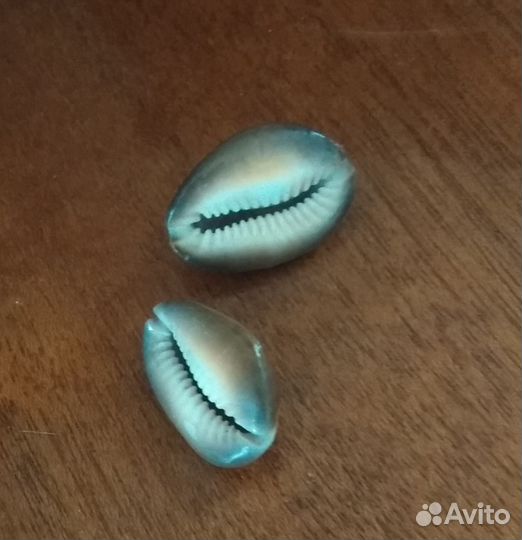 Морские раковины Кораллы