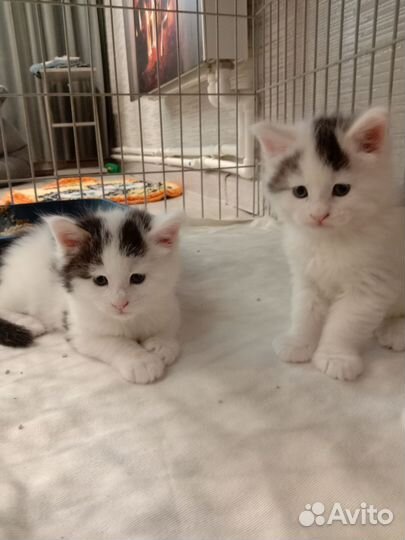 Котята мейн-кун
