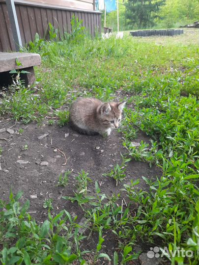 Котёнок на улице