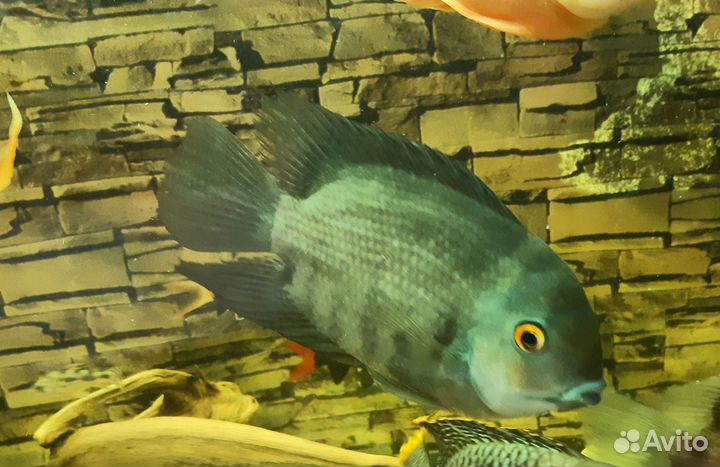 Северум девятиполосный, взрослая девочка 15 см