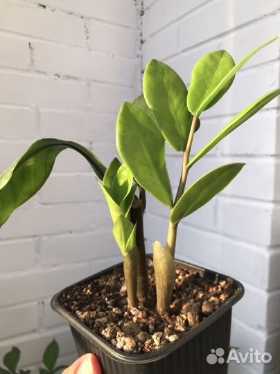 Замиокулькас