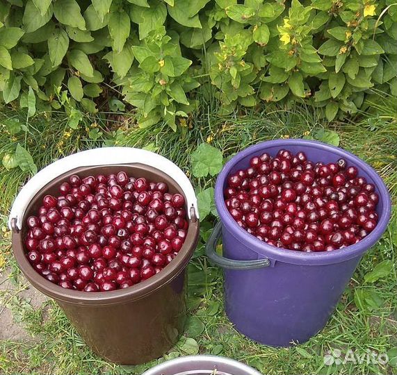 Вишня ягода свежая
