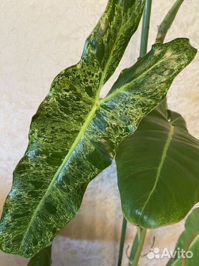 Обмен филодендрон
