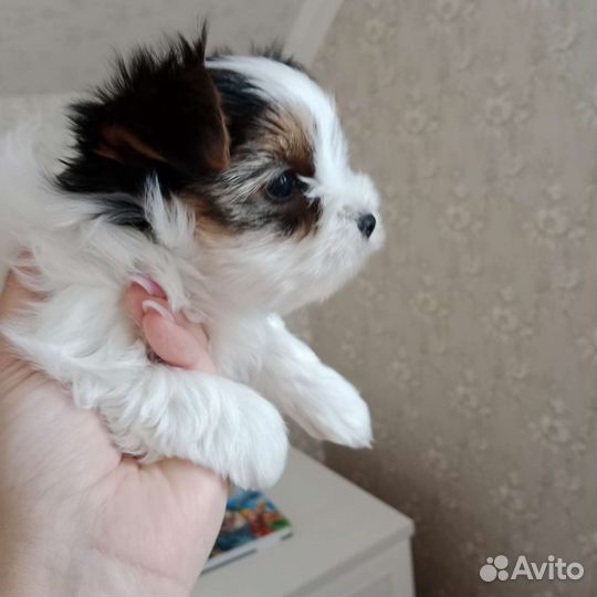 Девочка Бивер