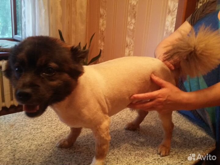 Стрижка собак и кошек