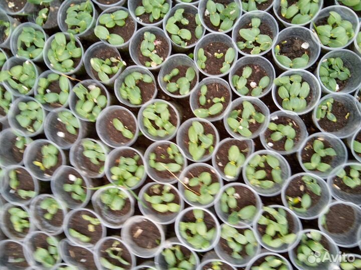 Рассада помидор