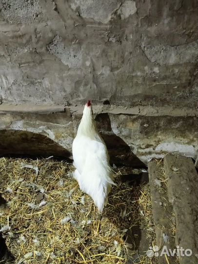 Продам питухов