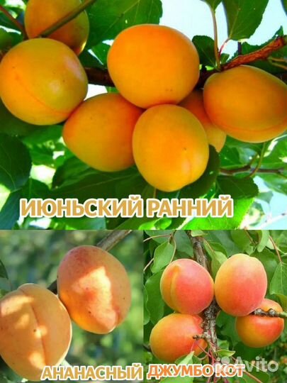 Саженцы плодовых деревьев