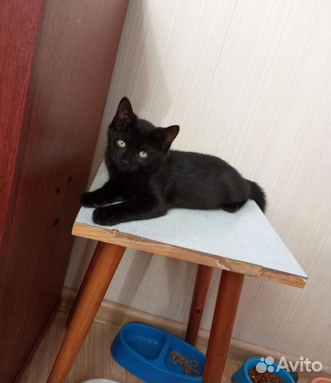 Черныши малыши - котята в добрые руки