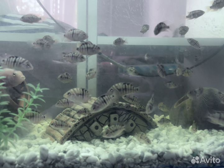 Рыбки цихлиды чернополосые подростки