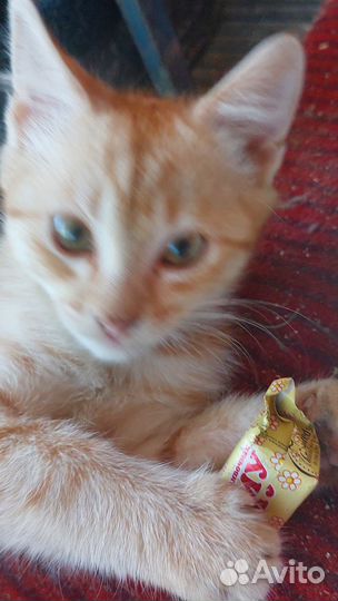 Рыжий котик в добрые руки