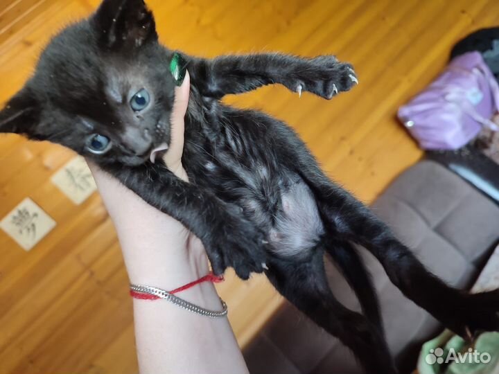 Котята в добрые руки бесплатно