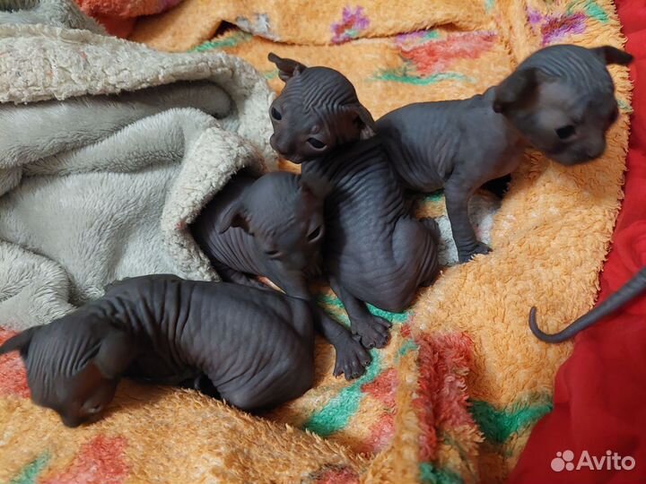 Канадский сфинкс