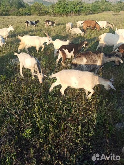 Стадо дойных коз