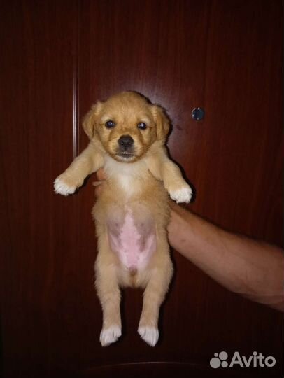 Маленькая собака