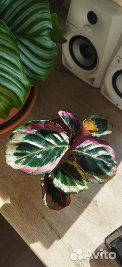 Калатея, филодендрон, сингониум, сциндапсус