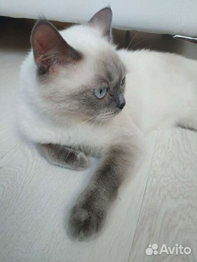 Кошка тайская вязка