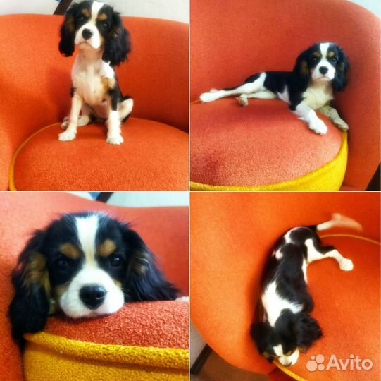 Кавалер кинг чарльз спаниель РКФ