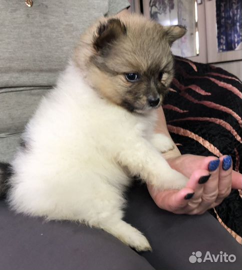 Детки Шпица