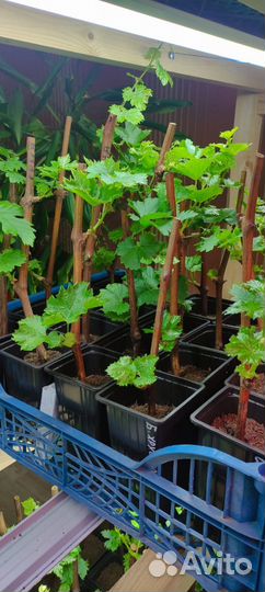 Саженцы винограда