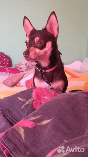 Вязка той-терьер