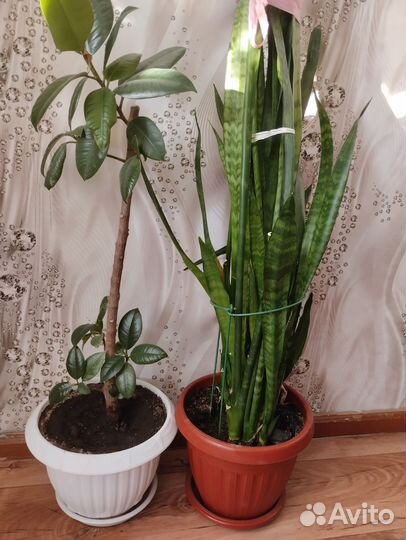 Комнатные цветы