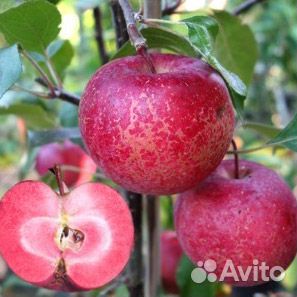 Яблоня Байя Мариса от Природы-71