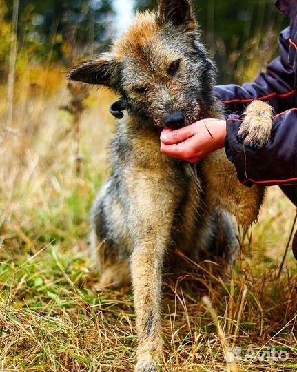 Пёс в добрые руки