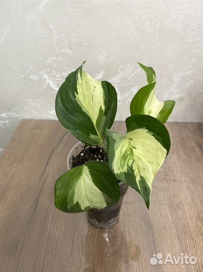 Эпипремнум хеппи лиф