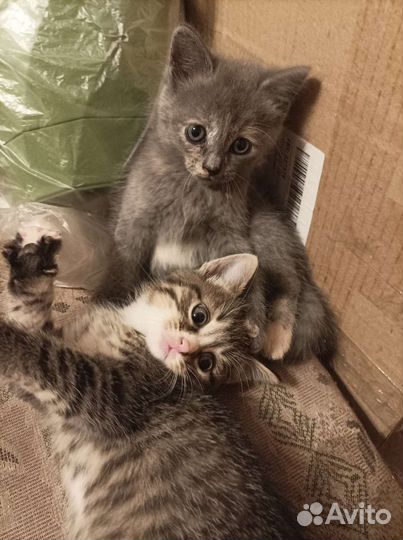 Котятки в добрые ручки