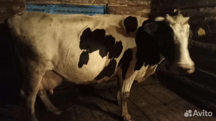 Корова дойная