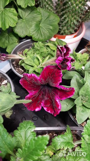 Вегетативные петхоа,петуния в кашпо Глория 4,2л