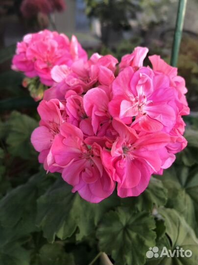 Пеларгония юг Чародейка