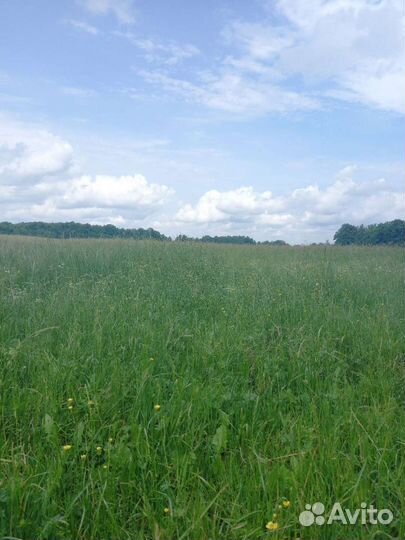 Сено свежее