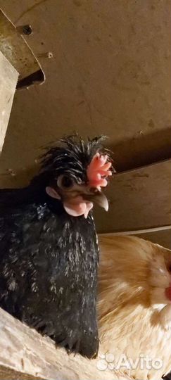 Куры бентамки