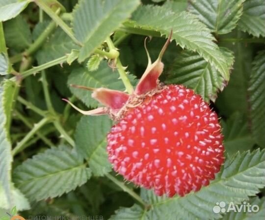 Тибетская малина, крупноплодная малина саженцы