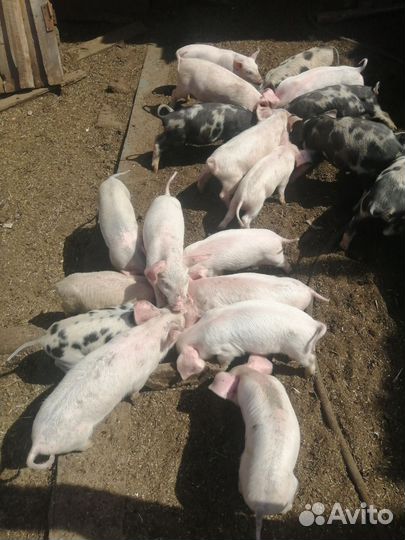 Поросята