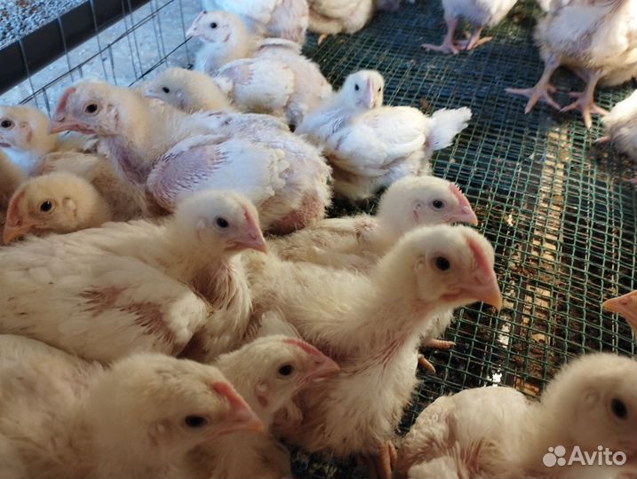 Бройлер подрощенный