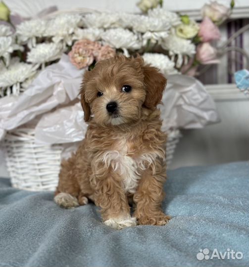 Maltipoo
