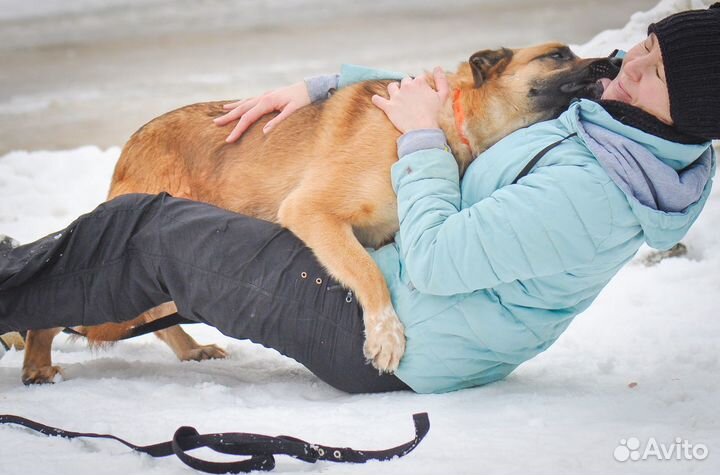 Саванна (собака в дар)