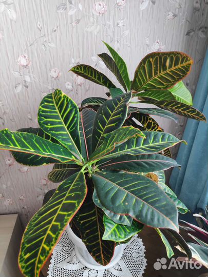 Кодиеум кротон Петра