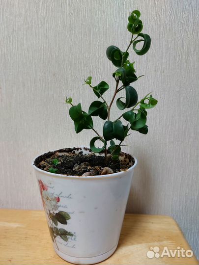 Фикусы разные