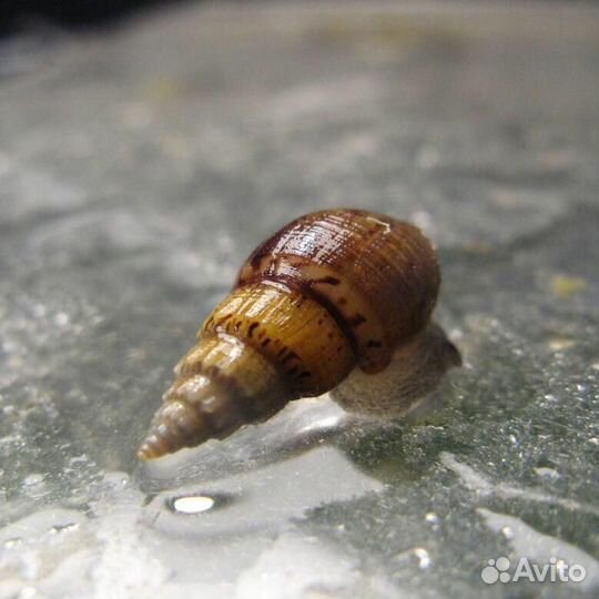 Улитки катушки и мелании