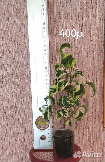 Фикус и Мирт