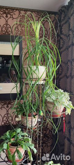 Бокарнея, бамбук, фикусы