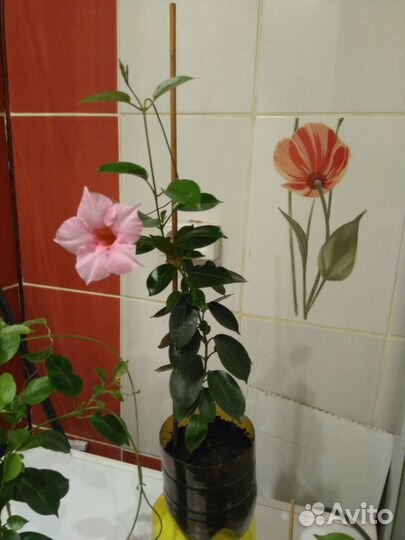 Комнатные растения цветущие