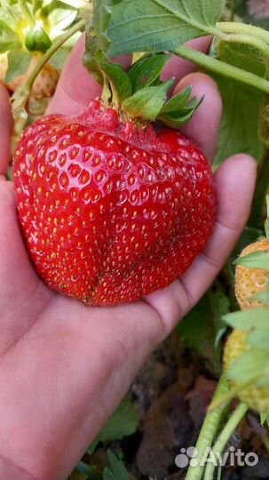 Рассада клубники