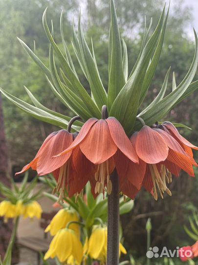 Рябчик императорский