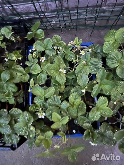 Рассада клубники Черный Лебедь